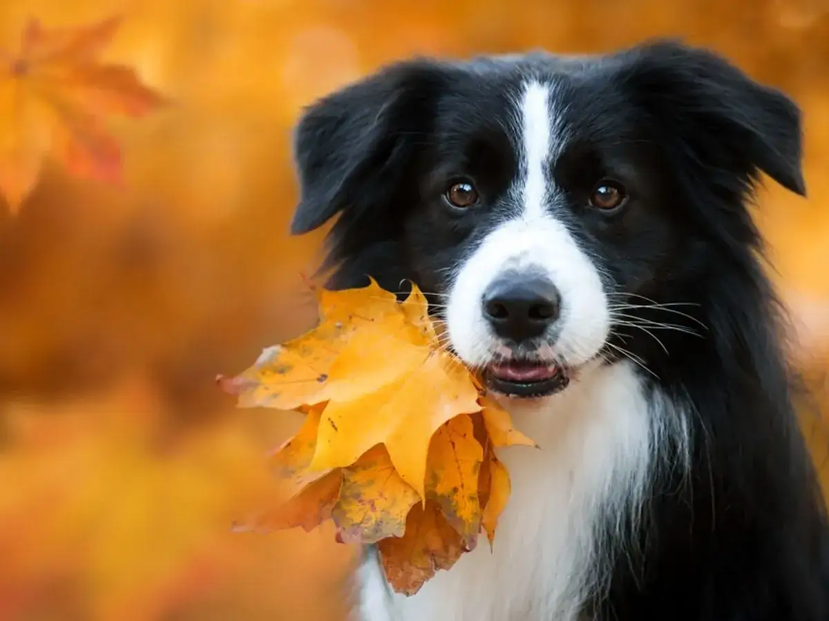Border collie z jesiennymi liśćmi w pysku, jeden z najsłodszych psów rasy, wygląda uroczo na tle pomarańczowych liści.