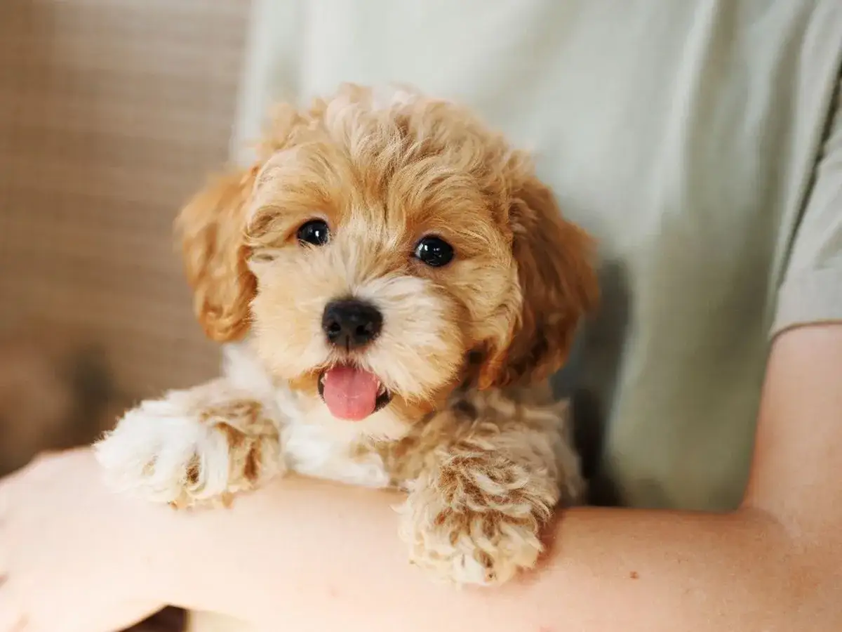 Uroczy szczeniak maltipoo, który może żyć nawet 15 lat, z językiem na wierzchu, trzymany w ramionach.