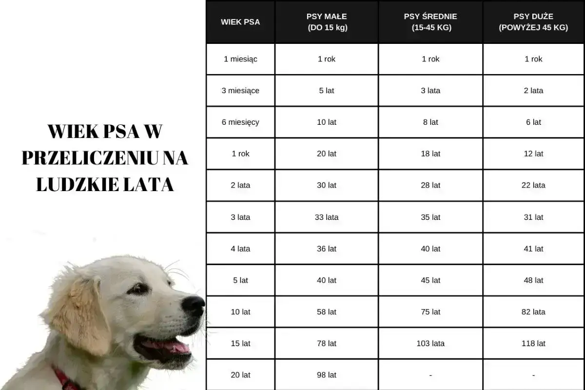 Tabela pokazuje, do jakiego wieku rośnie pies, przeliczając wiek psa na ludzkie lata, w zależności od jego wielkości.