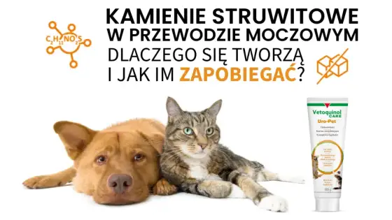 Kamienie w pęcherzu u psa i kota - Kiedy dieta, a kiedy zabieg?